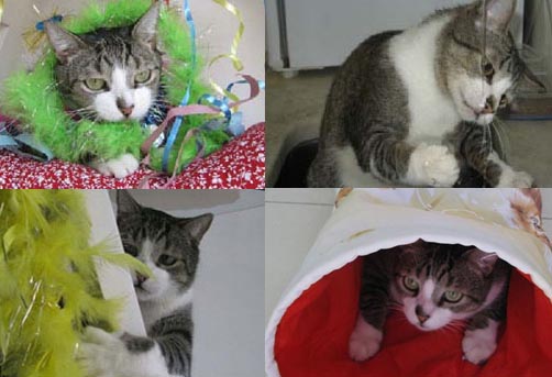 Clínica Gato Leão Dourado - Paixão por gatos você entende!