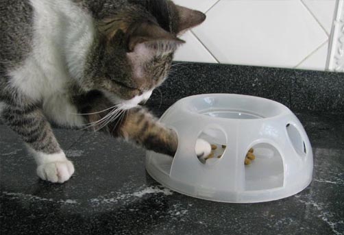 Clínica Gato Leão Dourado - Paixão por gatos você entende!