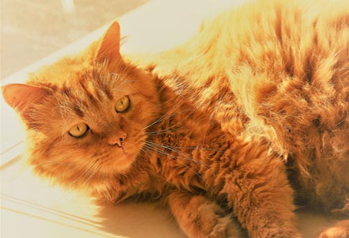 Clínica Gato Leão Dourado - Paixão por gatos você entende!