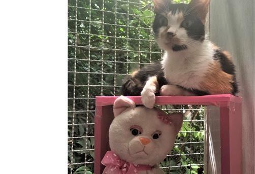 Clínica Gato Leão Dourado - Paixão por gatos você entende!