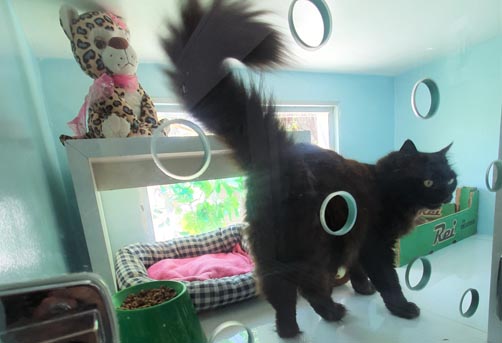 Clínica Gato Leão Dourado - Paixão por gatos você entende!