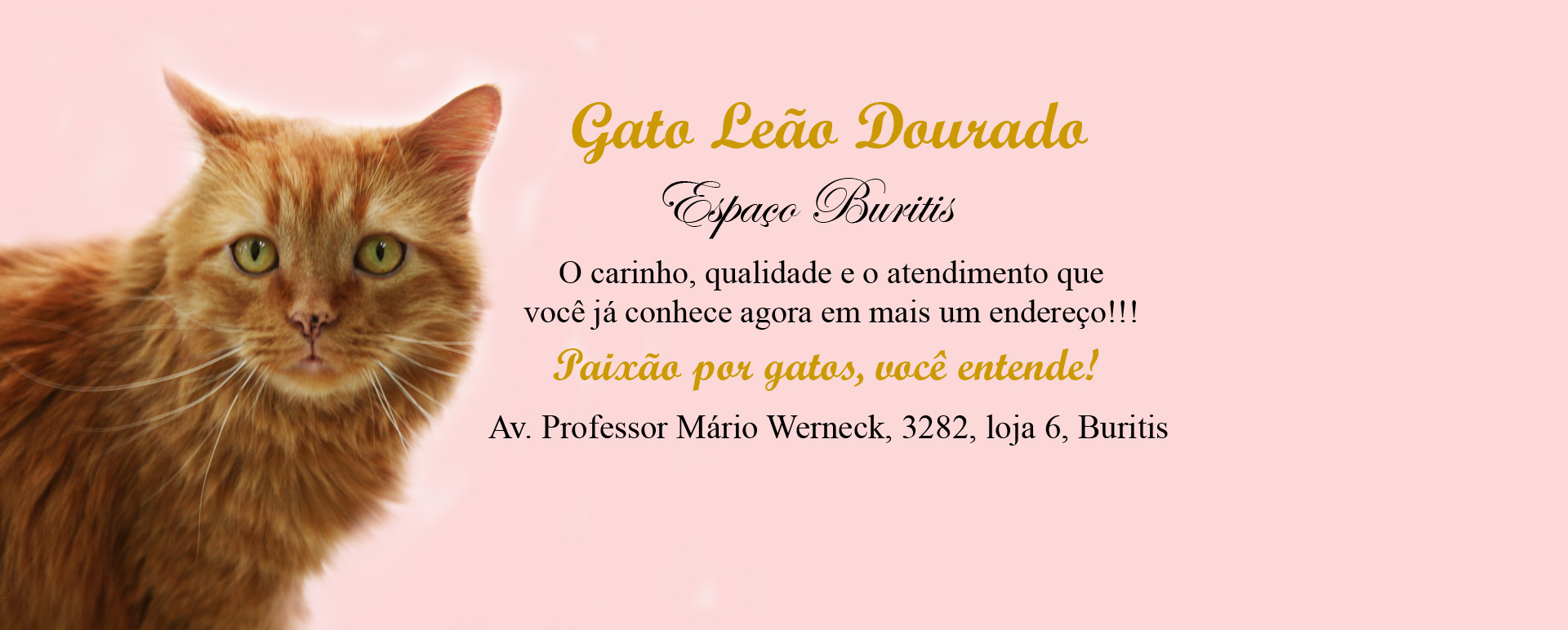  Clínica Gato Leão Dourado - Paixão por gatos você entende!